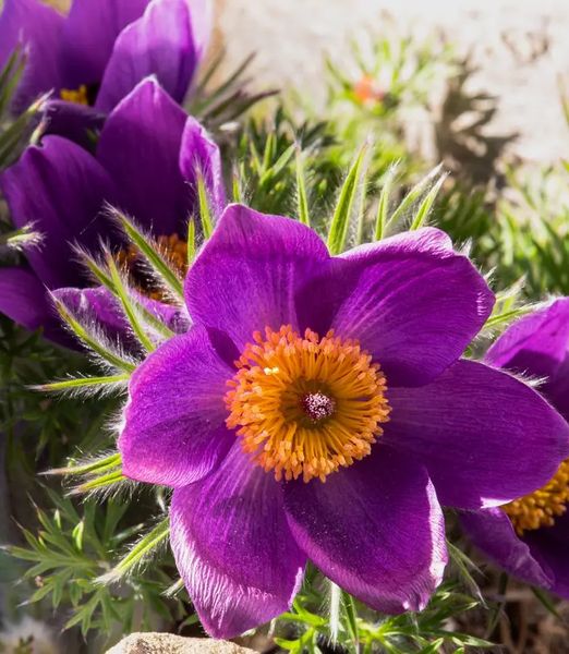 Pulsatilla vulgaris 'Pulsar Violet Shades'